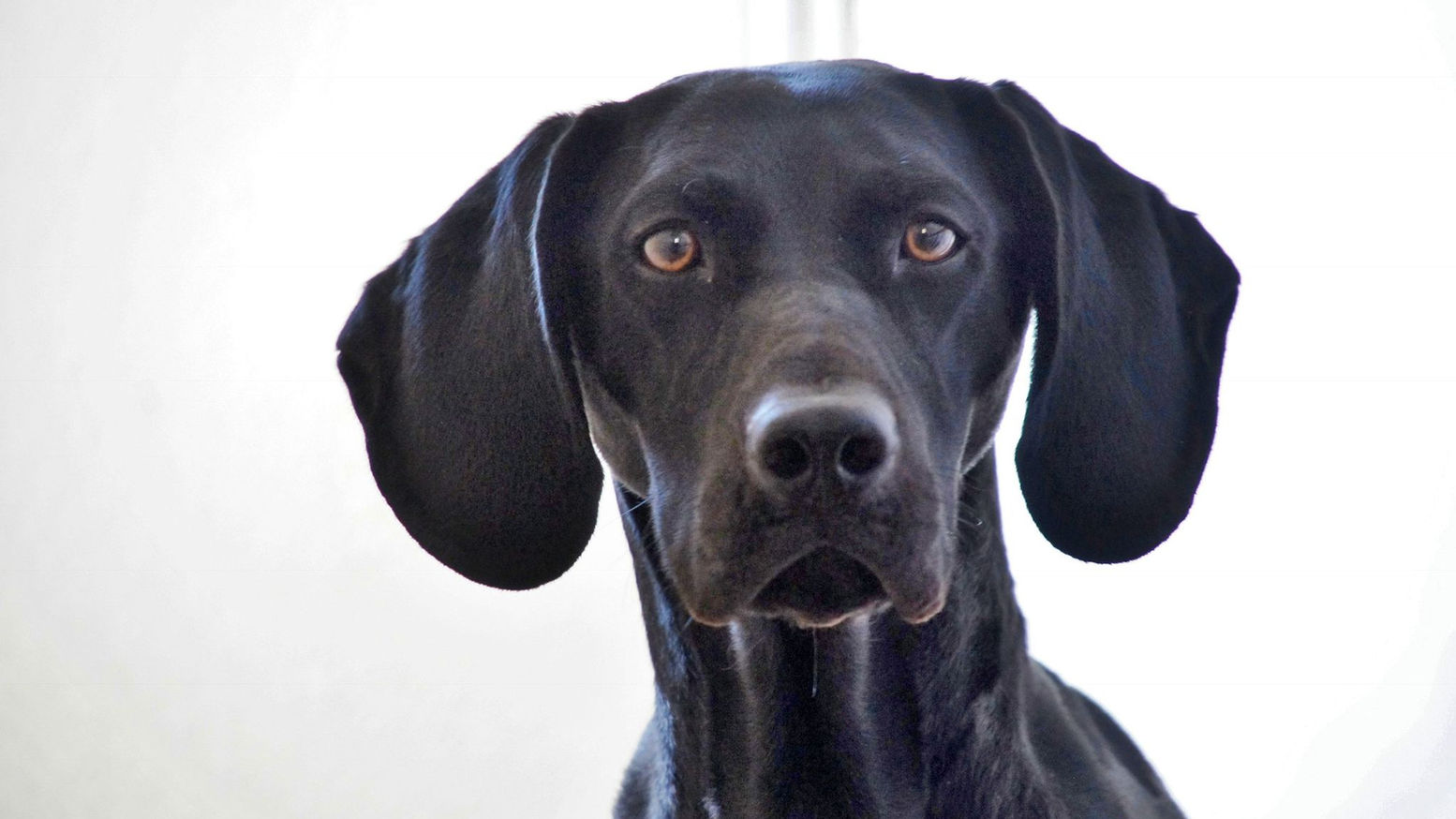 Level 1 Gundog